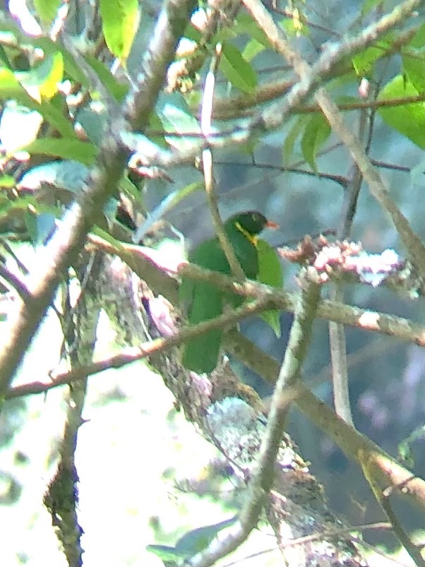 Masked Fruiteater (Pipreola pulchra), photo 3