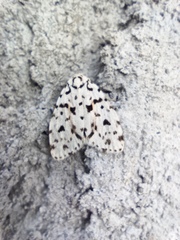 Clemensia leopardina
