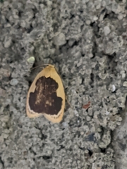 Pseudoblabes oophora