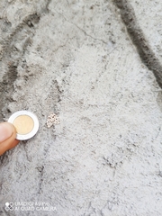 Clemensia leopardina