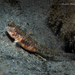 Orangespotted Goby - Photo (c) Pauline Walsh Jacobson, some rights reserved (CC BY), uploaded by Pauline Walsh Jacobson