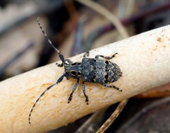 Mesosa curculionoides