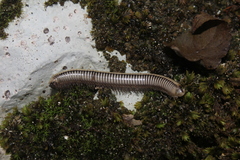 Pachyiulus krivolutskyi