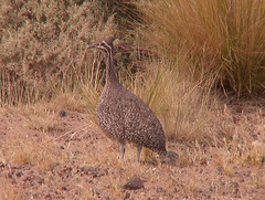 Elegant Crested Tinamou photo 3