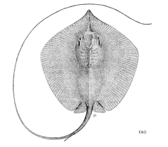 Whitenose Whipray photo 5