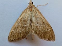 Mecyna mustelinalis