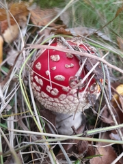 Amanita muscaria