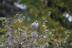 Passer domesticus