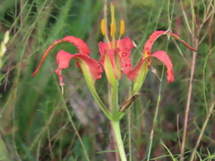 Lilium catesbaei image