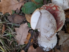 Amanita muscaria