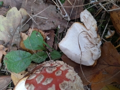 Amanita muscaria