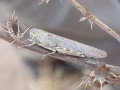 Anacridium aegyptium