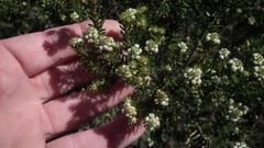 Phylica ericoides ericoides