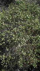 Phylica ericoides ericoides