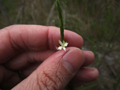 Struthiola myrsinites