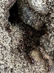 Solenopsis