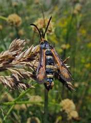 Bembecia megillaeformis