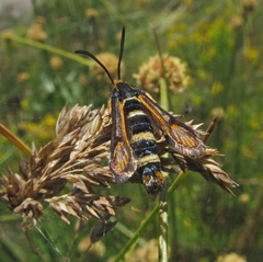 Bembecia megillaeformis