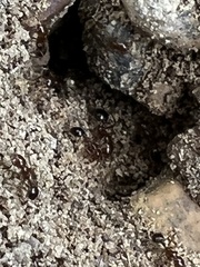 Solenopsis