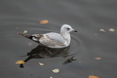 Larus canus