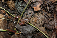 Euscorpius mingrelicus