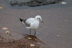 Chroicocephalus ridibundus