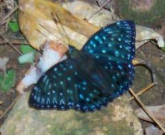 Dichorragia nesimachus formosanus