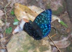 Dichorragia nesimachus formosanus