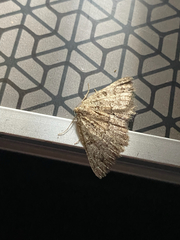 Charissa canariensis