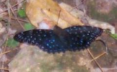 Dichorragia nesimachus formosanus