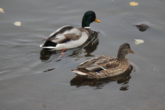 Anas platyrhynchos