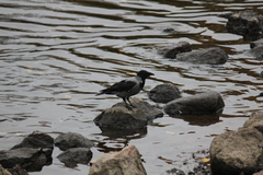 Corvus cornix