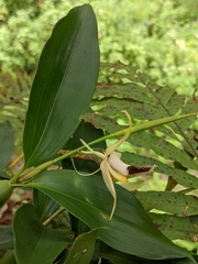 Coelogyne ovalis