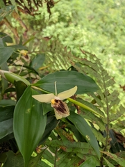 Coelogyne ovalis