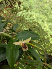Coelogyne ovalis