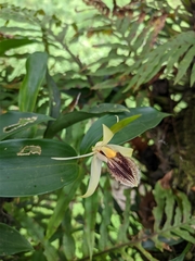 Coelogyne ovalis