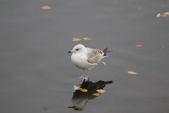 Larus canus