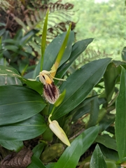 Coelogyne ovalis