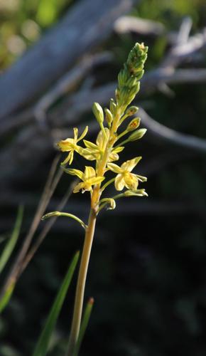Bulbine praemorsa