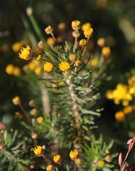Euryops linifolius