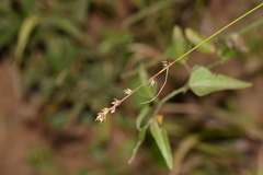 Carex divulsa divulsa