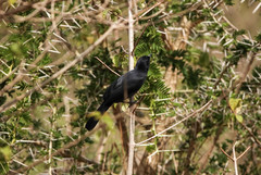 Laniarius funebris