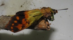 Charaxes candiope