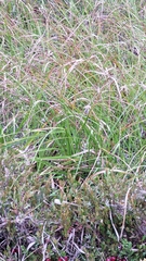 Scirpus longii