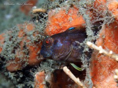 Parablennius marmoreus