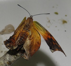 Charaxes candiope