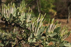 Agelanthus natalitius zeyheri