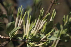 Agelanthus natalitius zeyheri