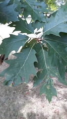 Quercus velutina