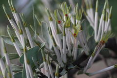 Agelanthus natalitius zeyheri